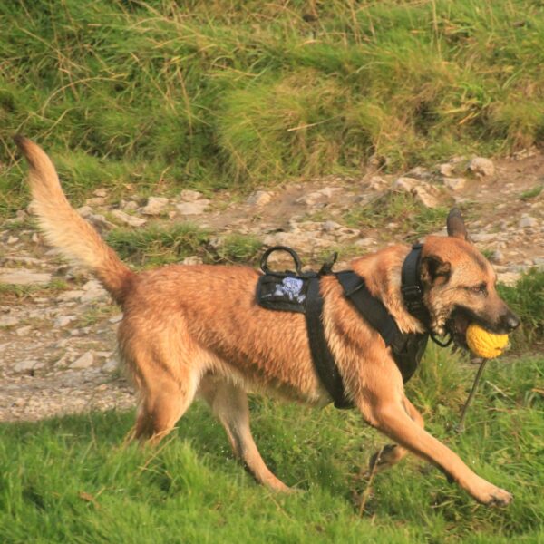 Modern Icon Patrol Harness - Image 9