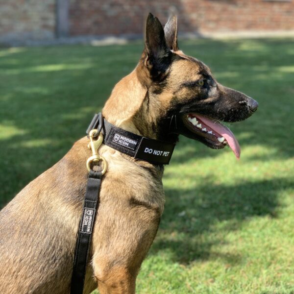 Collar Patches